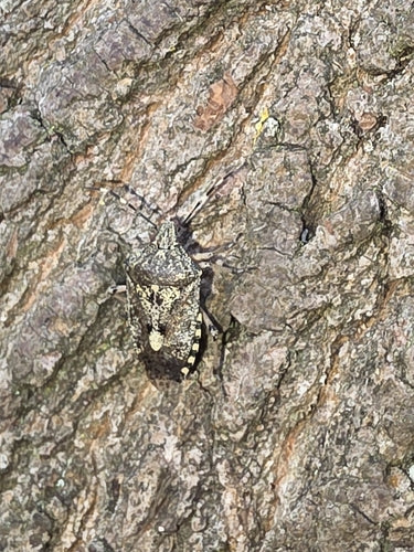 Veldbug — Bild 5