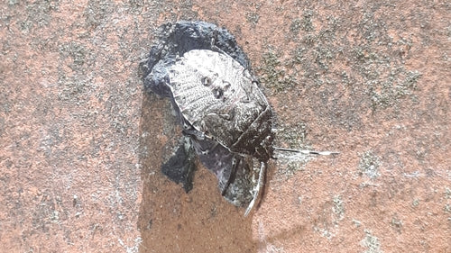 Veldbug — Bild 5
