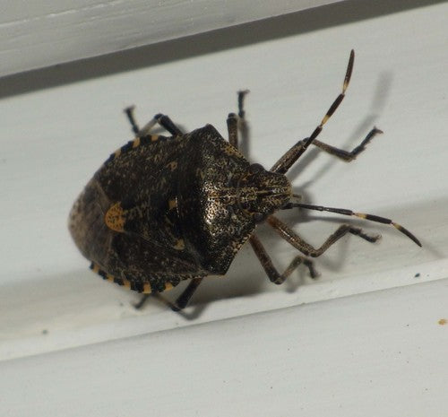 Veldbug — Bild 2