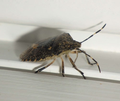 Veldbug — Bild 1