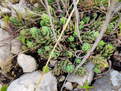 Rots sedum — Bild 4