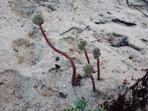 Rots sedum — Bild 5