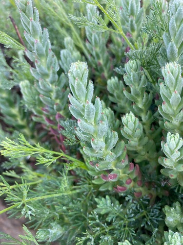 Rots sedum — Bild 3