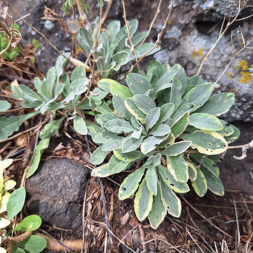 Rots alyssum — Bild 3