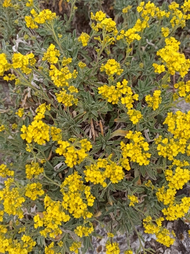 Rots alyssum — Bild 4