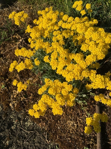 Rots alyssum — Bild 5