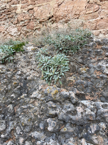 Rots alyssum — Bild 2