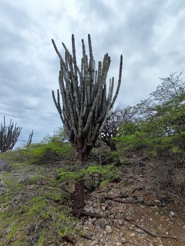 rotscactus — Bild 3