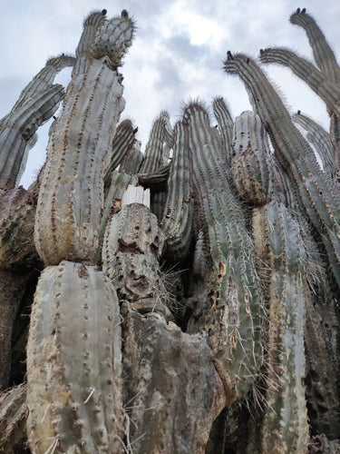 rotscactus — Bild 2