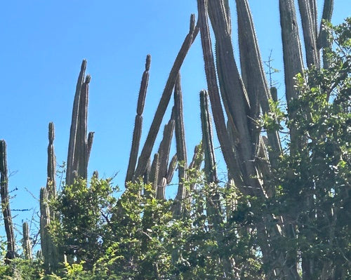 rotscactus — Bild 5