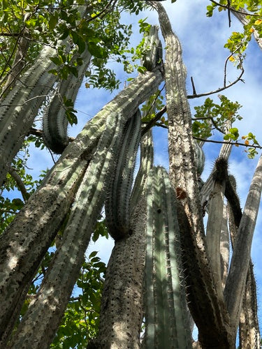 rotscactus — Bild 4