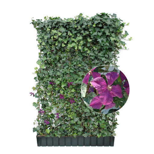 Kant-en-klare haag: klimop met clematis – Clematis donkerviolet