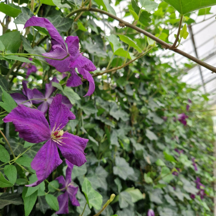 Kant-en-klare haag: klimop met clematis – detail en in de tuin