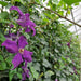 Kant-en-klare haag: klimop met clematis – detail en in de tuin
