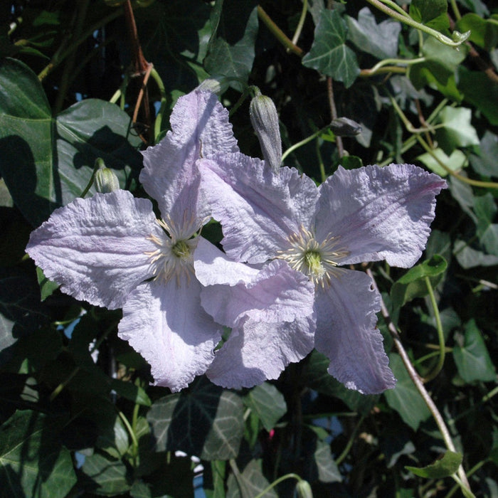 Kant-en-klare haag: klimop met clematis – detail en in de tuin