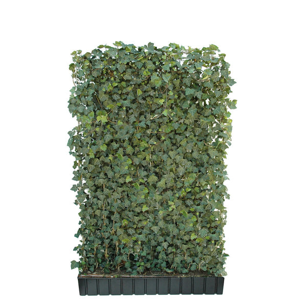 Kant-en-klare haag: klimop 'Woerneri' – Hoogte 180 cm