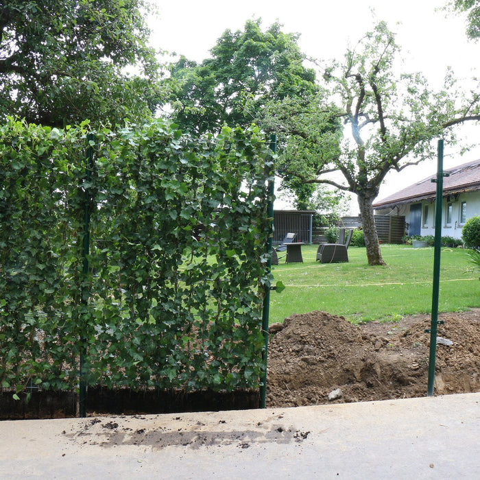 Kant-en-klare haag: klimop 'Woerneri' – detail en in de tuin