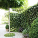Kant-en-klare haag: klimop 'Woerneri' – detail en in de tuin