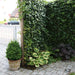 Kant-en-klare haag: klimop 'Woerneri' – detail en in de tuin