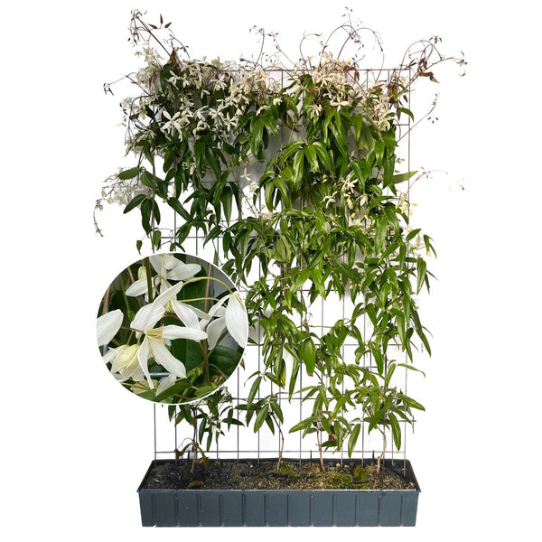 Kant-en-klare haag: groenblijvende clematis 'Snow Drift' – Hoogte 180 cm