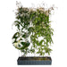 Kant-en-klare haag: groenblijvende clematis 'Snow Drift' – Hoogte 180 cm