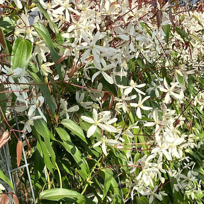 Kant-en-klare haag: groenblijvende clematis 'Snow Drift' – detail en in de tuin