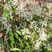 Kant-en-klare haag: groenblijvende clematis 'Snow Drift' – detail en in de tuin