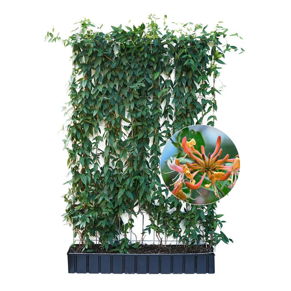 Kant-en-klare haag: wintergroene kamperfoelie – Hoogte 180 cm