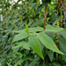 Kant-en-klare haag: wintergroene kamperfoelie – detail en in de tuin