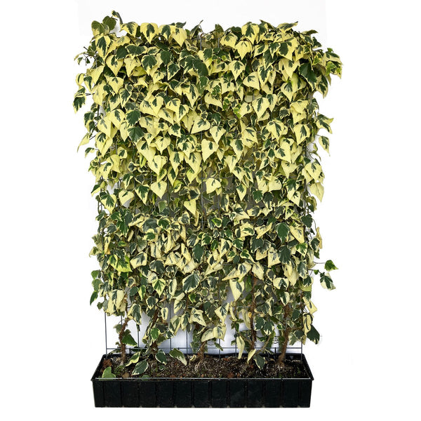 Kant-en-klare haag: Kaukasische klimop 'Dentata Variegata' – Hoogte 180 cm