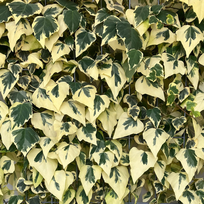 Kant-en-klare haag: Kaukasische klimop 'Dentata Variegata' – detail en in de tuin