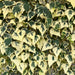 Kant-en-klare haag: Kaukasische klimop 'Dentata Variegata' – detail en in de tuin