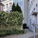 Kant-en-klare haag: Kaukasische klimop 'Dentata Variegata' – detail en in de tuin
