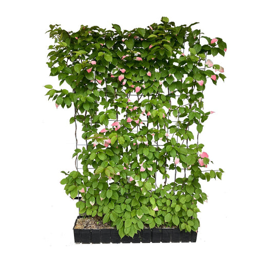 Kant-en-klare haag: kiwi 'Dr. Szymanowski' – Hoogte 180 cm