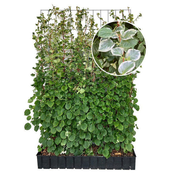 Kant-en-klare haag: klimhortensia 'Take a Chance' – Hoogte 180 cm