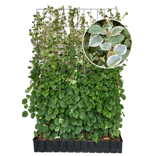 Kant-en-klare haag: klimhortensia 'Take a Chance' – Hoogte 180 cm