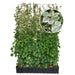 Kant-en-klare haag: klimhortensia 'Take a Chance' – Hoogte 180 cm