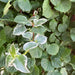 Kant-en-klare haag: klimhortensia 'Take a Chance' – detail en in de tuin