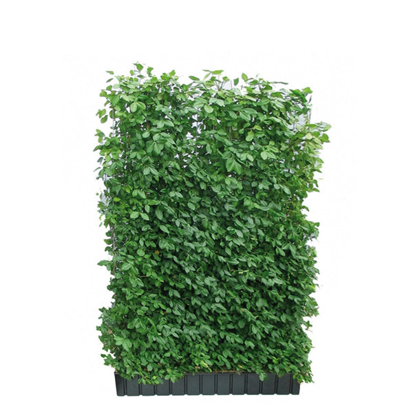 Kant-en-klare haag: kardinaalsmuts 'Coloratus' – Hoogte 180 cm