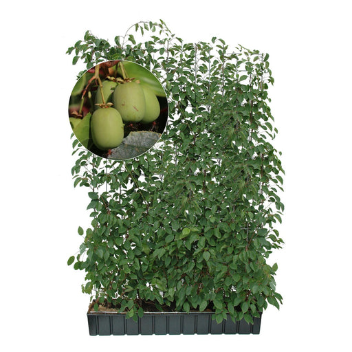 Kant-en-klare haag: minikiwi 'Geneva' – Hoogte 180 cm