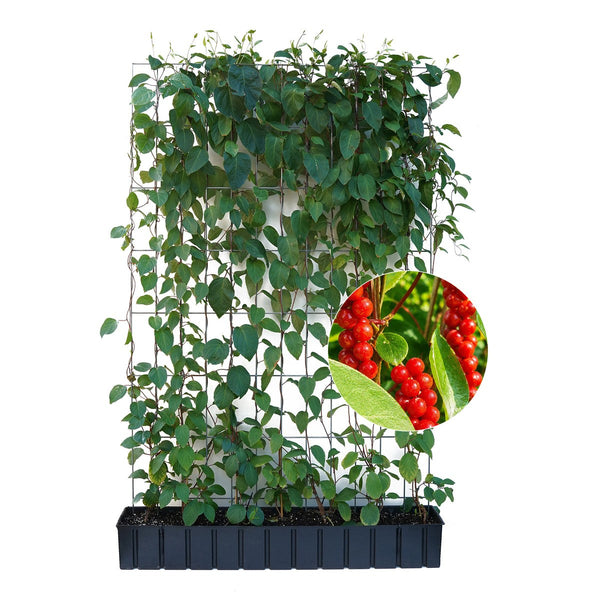 Kant-en-klare haag: schisandra – Hoogte 180 cm