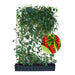 Kant-en-klare haag: schisandra – Hoogte 180 cm