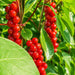 Kant-en-klare haag: schisandra – detail en in de tuin