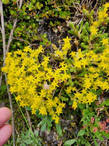 Muurpeper — Bild 4