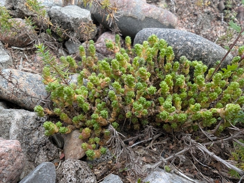Muurpeper — Bild 2