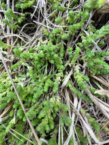 Muurpeper — Bild 5