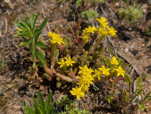 Muurpeper — Bild 3