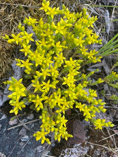 Sedums — foto 5 van 12
