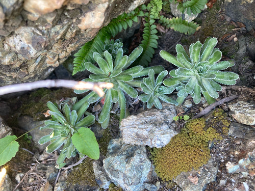 Steenpeper steenbreek — Bild 5