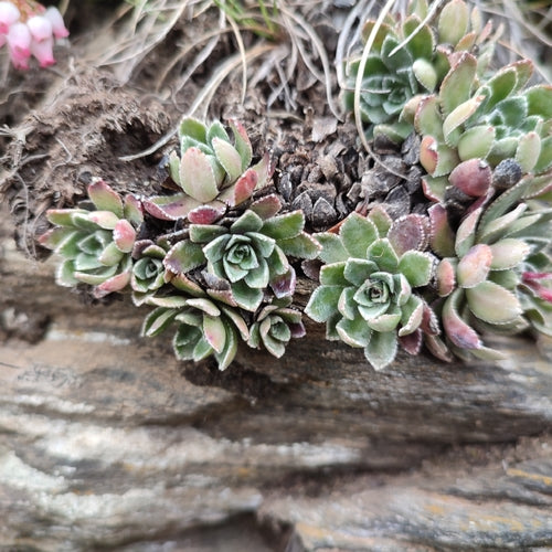 Steenpeper steenbreek — Bild 3